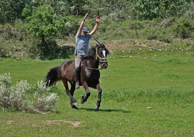 caballos adiestrados